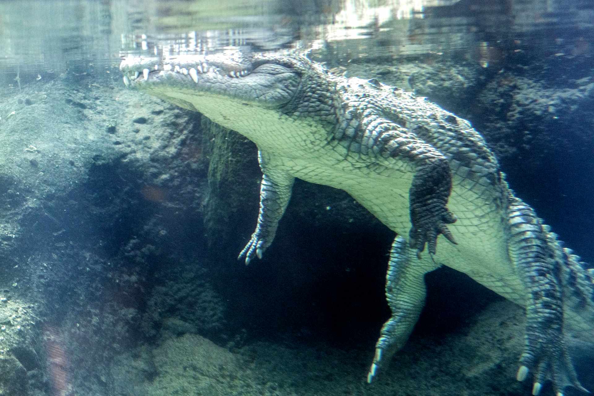 ‘Wrong place, wrong time’: diver whose head was in croc’s jaws