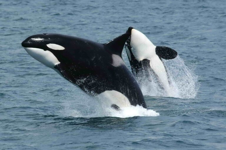 Killer whales (Pixabay)