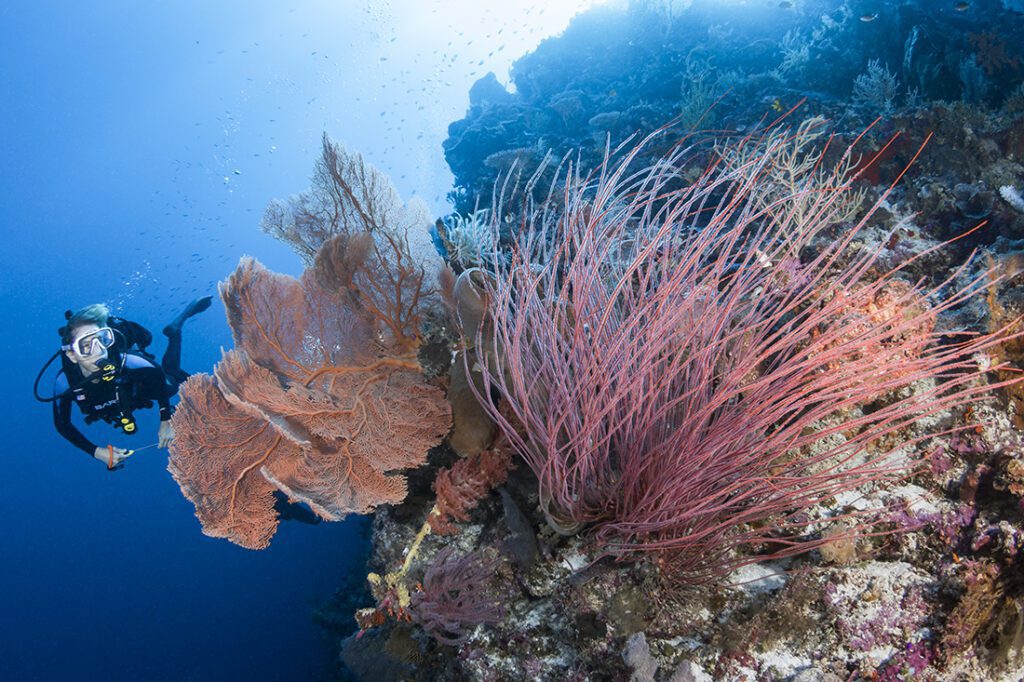 Photo Diver with red sea fan and whip corals