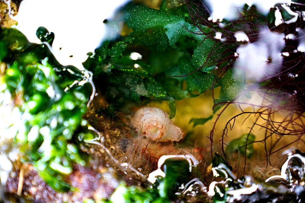 Isang sea squirt (Bournemouth University)