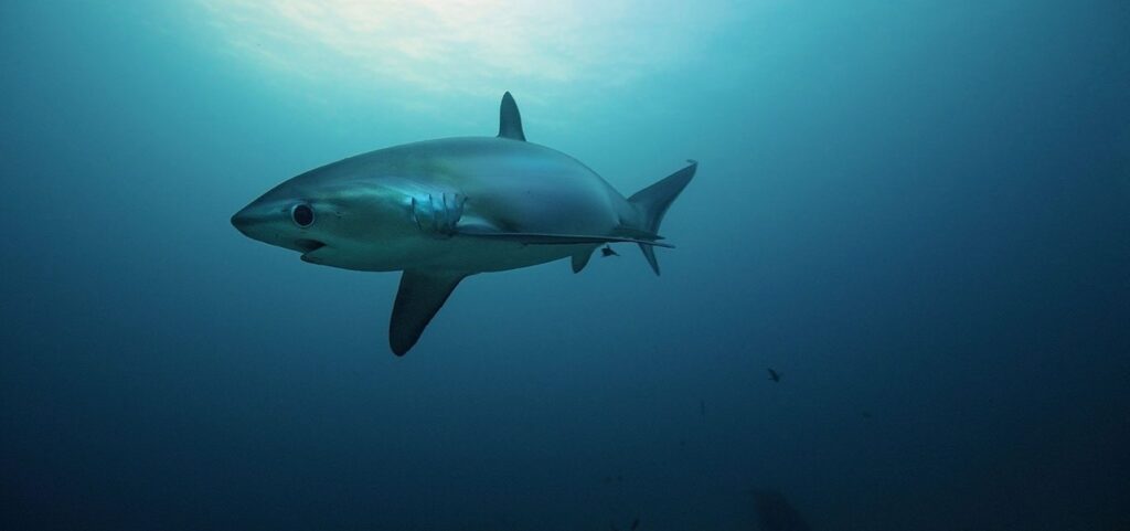 Thresher shark sa Malapascua (Reef-World Foundation)