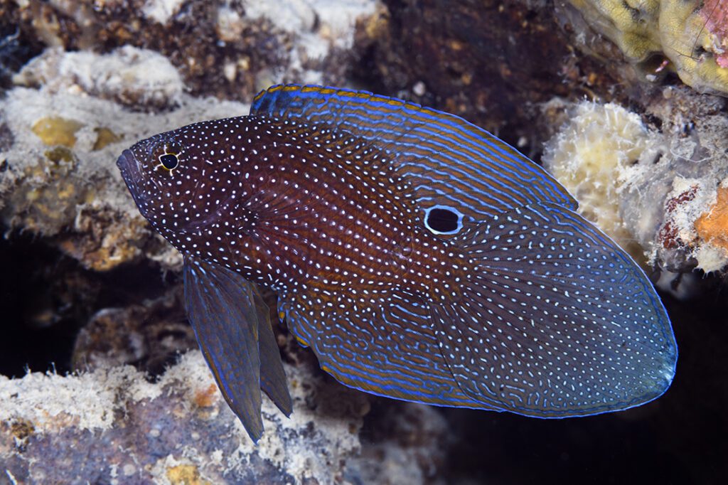 When a light's beam strikes its flank, the comet fish, also called a marine betta (Calloplesiops altivelis) spreads its fins, creating the illusion that it is much larger than actual size. It will also stick its head into a hold leaving its tail with a false eye sticking out. Photo by Walt Stearns