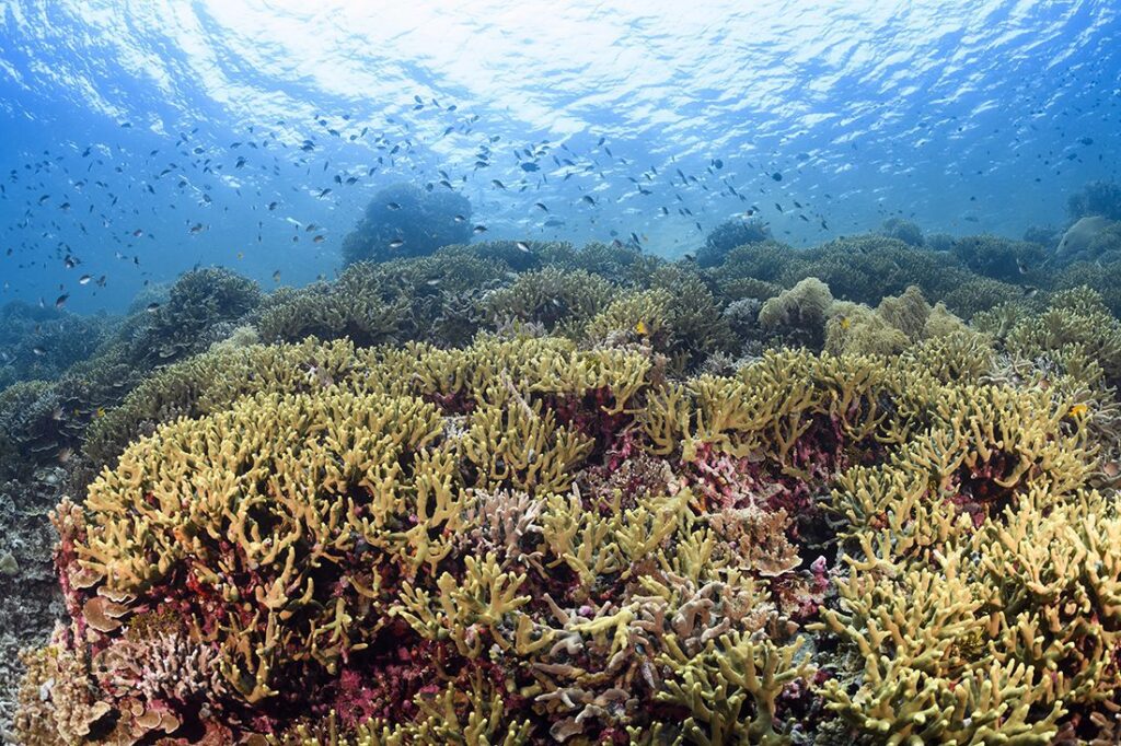 杜尼亚巴鲁 (Dunia Baru) 距离瓦卡托比潜水度假村 (Wakatobi Dive Resort) 的码头仅几分钟路程，拥有壮丽的硬珊瑚礁，其轮廓倾斜，通向沙滩平台，然后在 20 米（70 英尺）的墙壁上再次滚落。