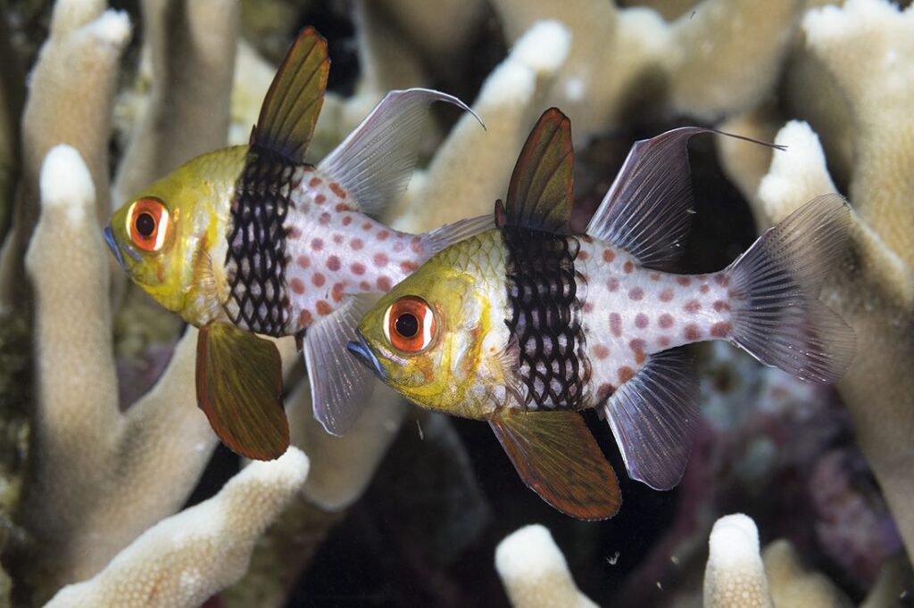 Isang pares ng Pajama cardinalfish (Sphaeramia nematoptera)