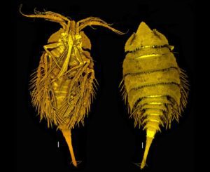 Siphonis aurreus copepod