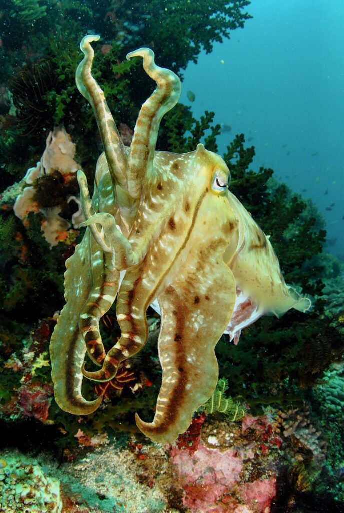 Raja Ampat Creature Feature Giant Cuttlefish