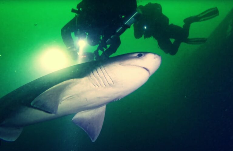 Žralok s dvoma potápačmi (Garrett Clement)