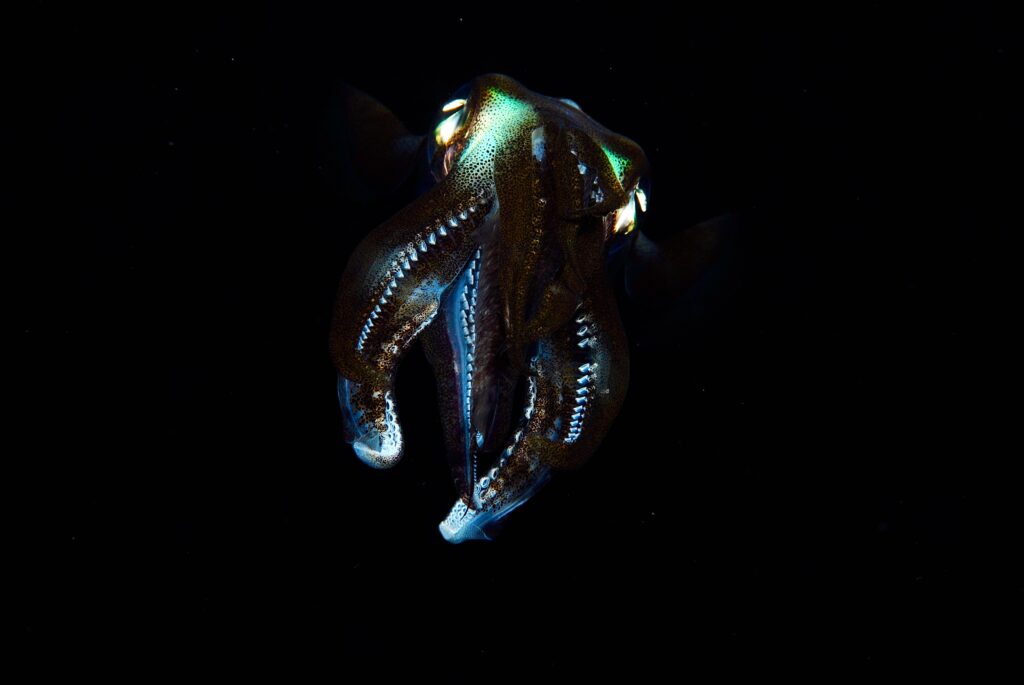 Raja Ampat Creature Feature Giant Cuttlefish