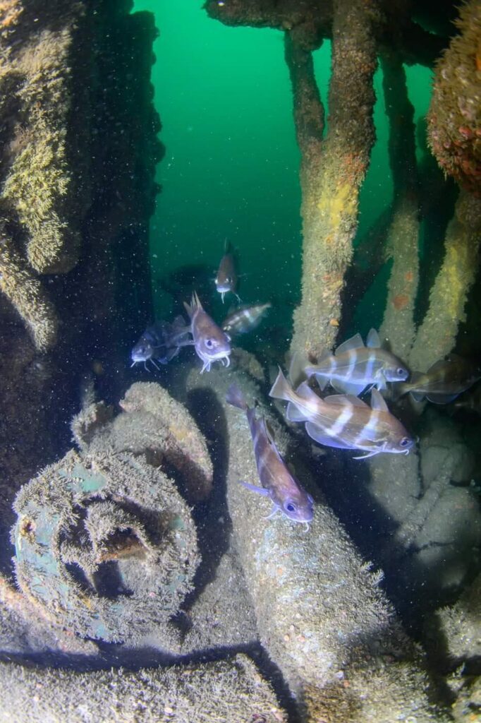 A small shoal of pouting swim through the wreck (Rick Ayrton)