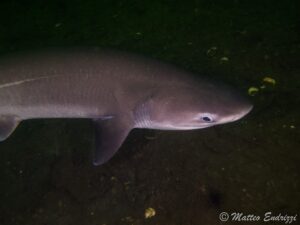 The rare bluntnose sixgill shark (Matteo Endrizzi)
