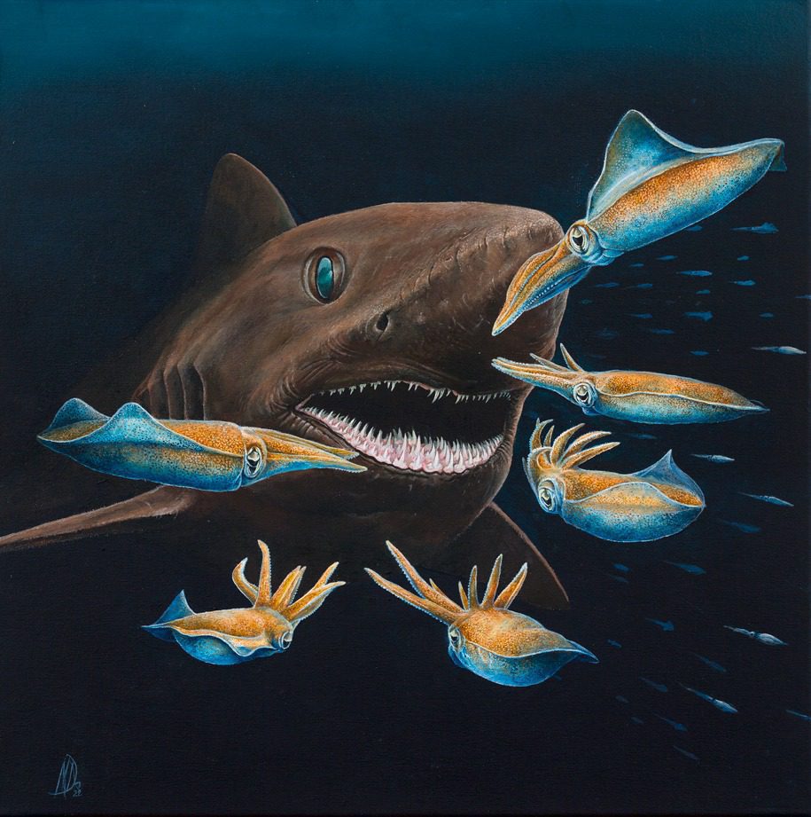 Bigeye sandtiger shark (Marc Dando)