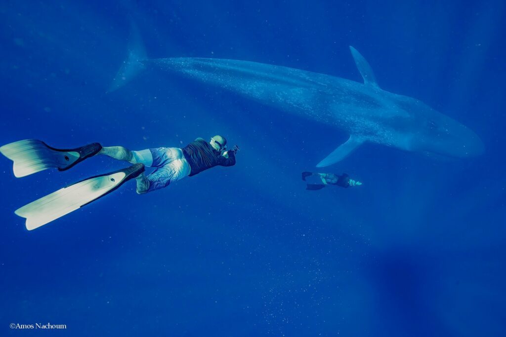 Blue whale with freedivers (Amos Nachoum)