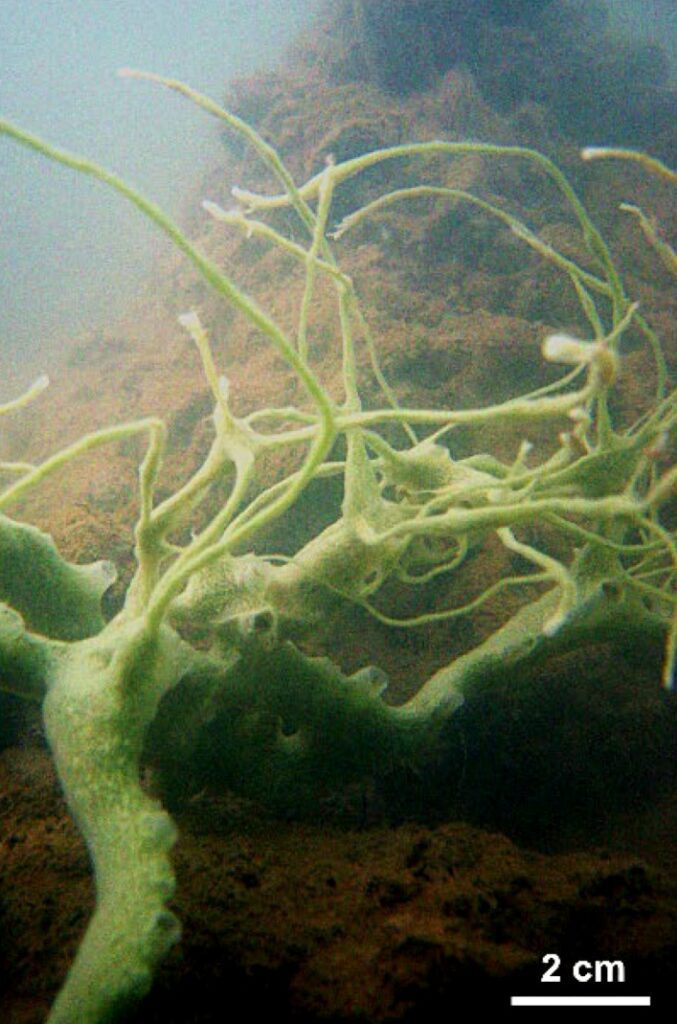Cladocroce pansinii sponges, observed in Vietnam