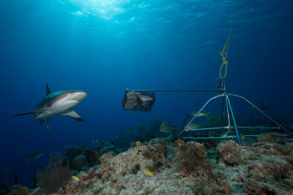 Caribbean reef shark and BRUV {Andy Mann)