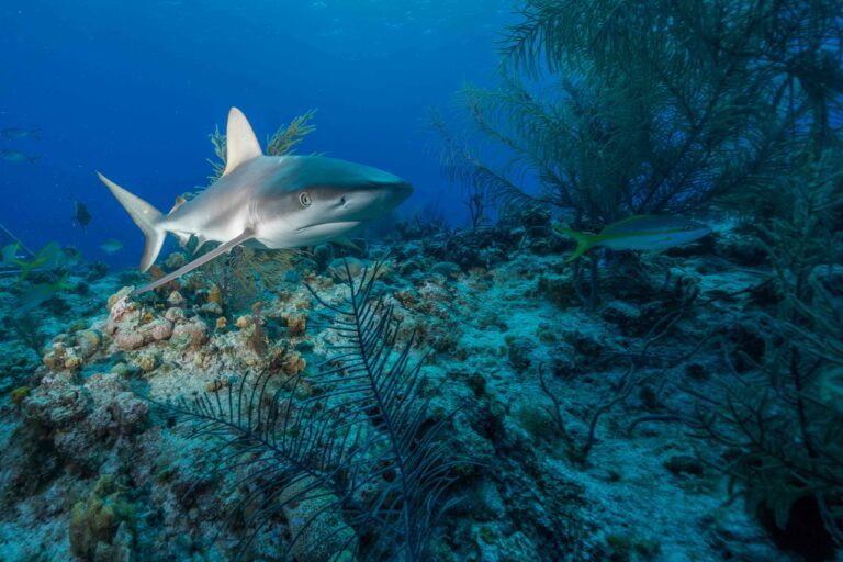 At risk: Caribbean reef shark (Andy Mann)