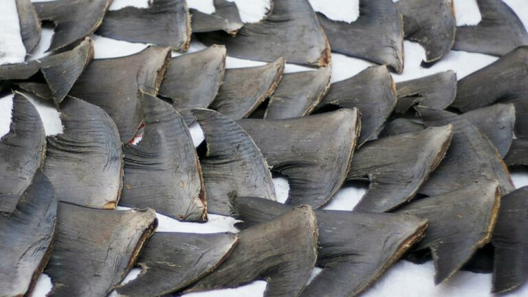 shark fins bill passes through Lords (Cloneofsnake)