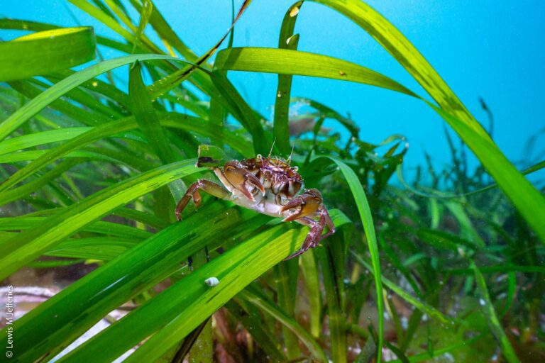 Seagrass meadows are an important part of the UK’s marine environment (Lewis Jeffries / Project Seagrass)