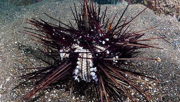 Dying black sea urchin (Dr Omri Bronstein)