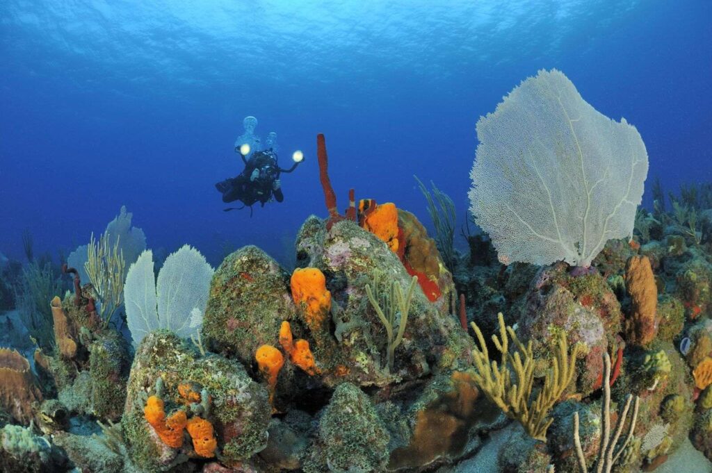 Menyelam dari Golden Rock di Statia