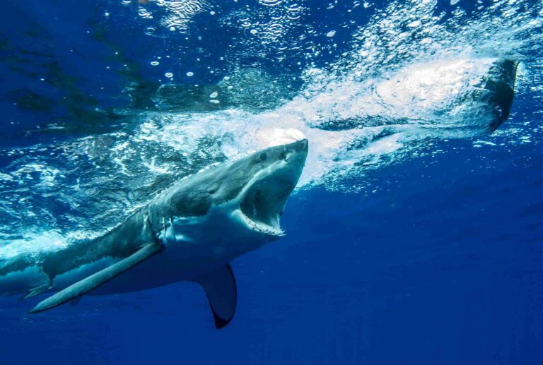 Great white shark at Guadalupe (Sharkcrew)