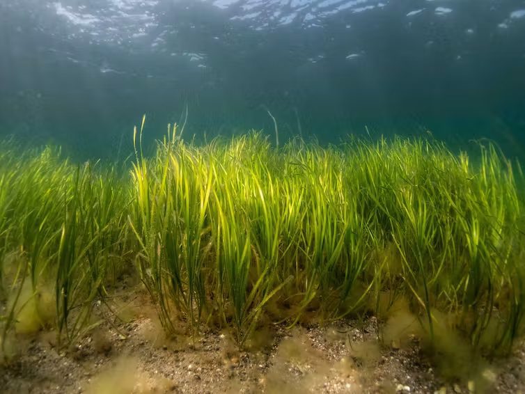 Healthy seagrass meadows can reduce water pollution by sucking up nutrients and harmful bacteria (Benjamin Jones / Project Seagrass, author provided)