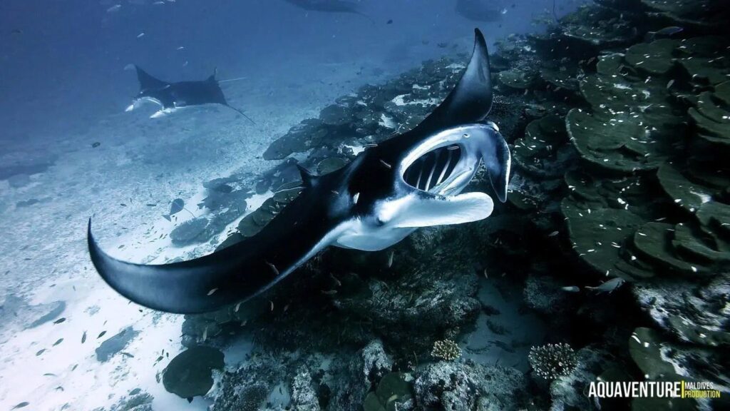 Mantas in Addu Atoll (Aquaventures)