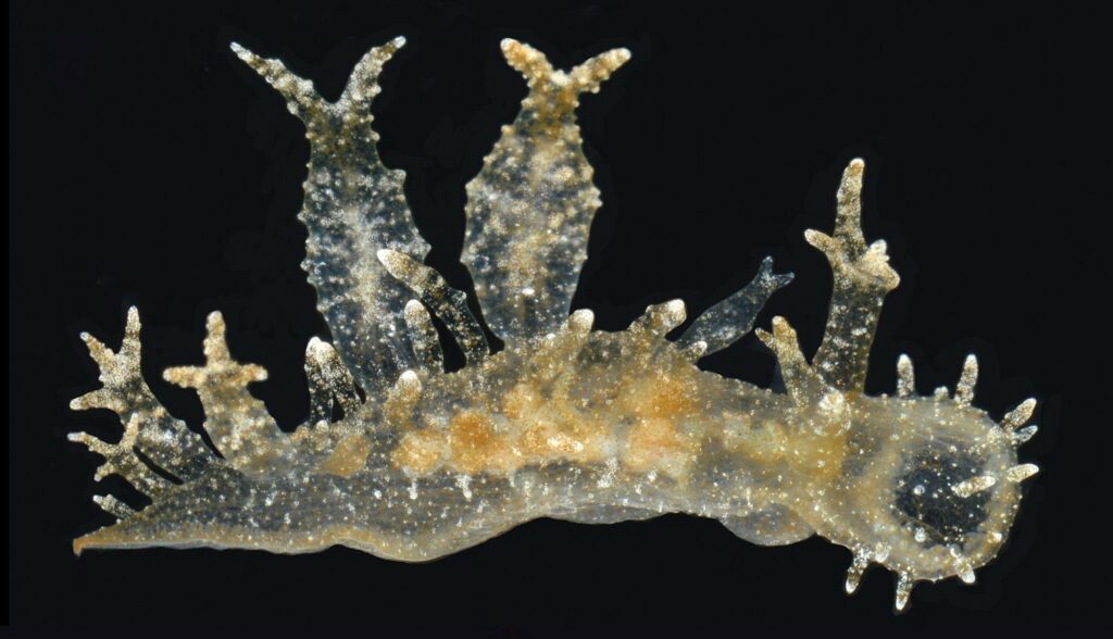 Melibe arianeae nudibranch