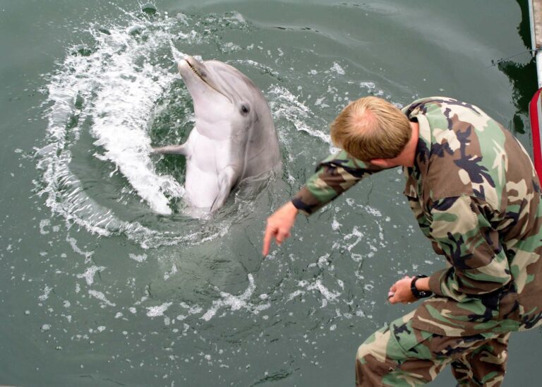 A military-trained dolphin – Russia steps up defences