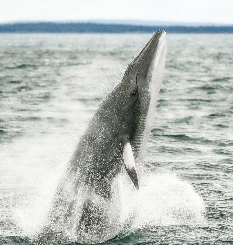 Minke whale breaching - incoherent laws in UK (Mike Tetley / Lunenburg Whale Watching Tours)
