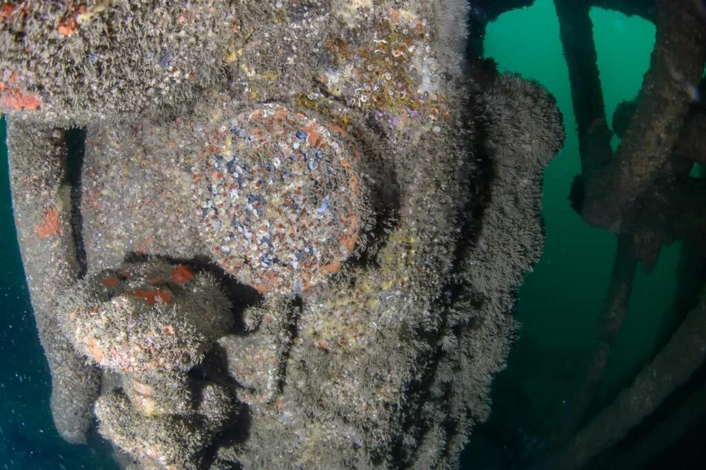 Steam gauge covered in anemones (Rick Ayrton)