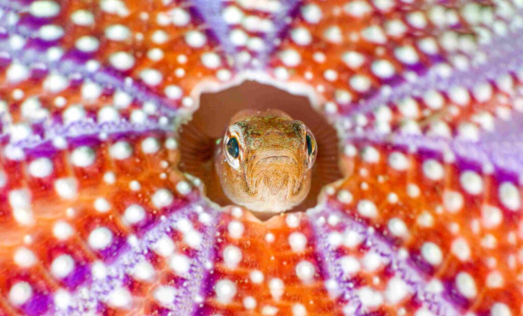 Big And Small Underwater Faces 2nd place Simon Temple (UNworldoceansday.org) 