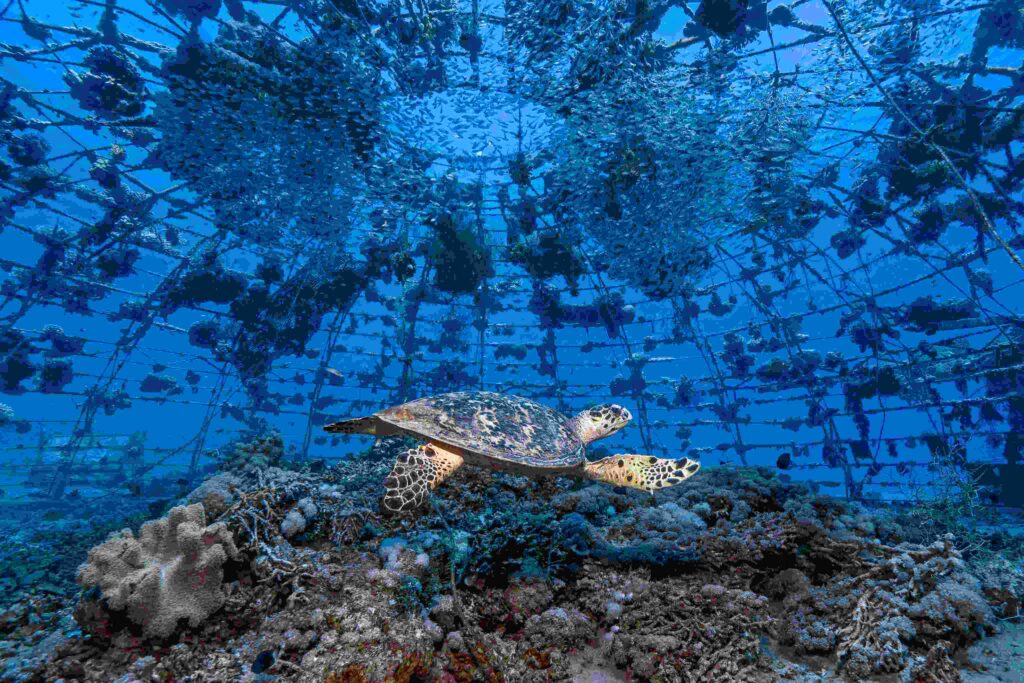 Putting the Ocean First winner Tom Shlesinger (UNworldoceansday.org) 