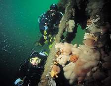 Wreck Tour 25: The Thesis 1 a strong current at the bow means plenty of bright marine life