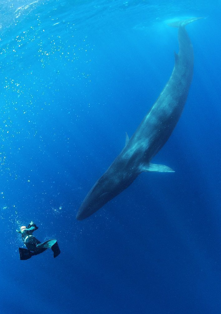 End of whaling? Fin whale and diver (Danny Kessler)