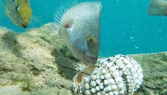 Dead urchin being eaten by fish (University of Tel Aviv)