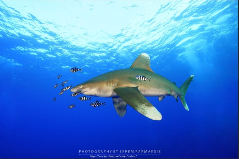 Oceanic whitetip shark (Ekrem Parmaksiz)