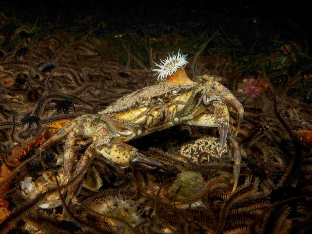 Pixel-peepers: Crab with anemone (Ross Mclaren)