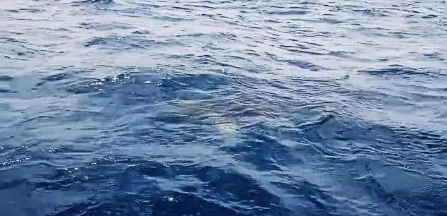 Tiburón visto desde el barco