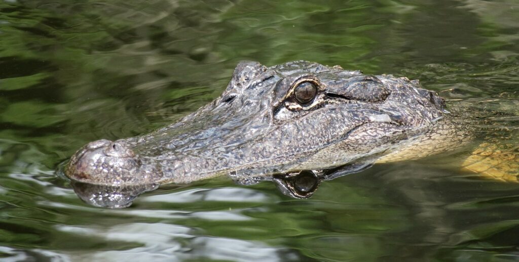 Alligator in Florida (H Hach / Pixabay)