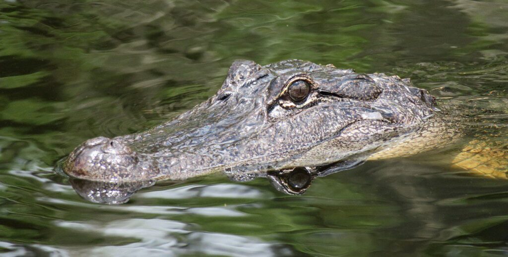 Aligator în Florida (H Hach / Pixabay)