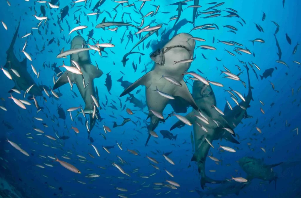 Bull sharks at Beqa (Beqa Adventure Divers)