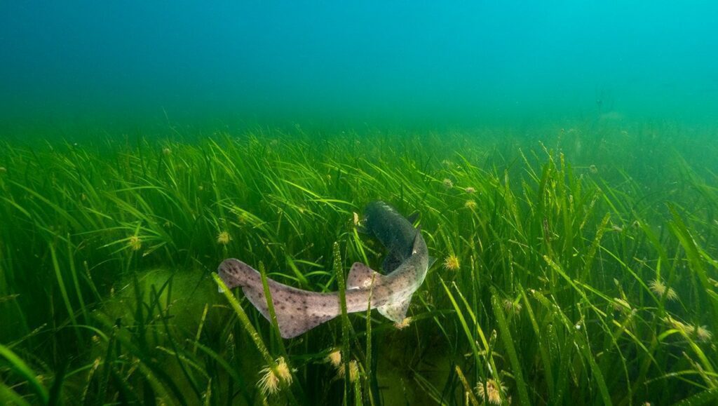 Dogfish in Cornish seagrass (Martin Stevens)
