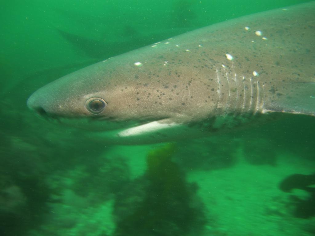 Cow shark in False Bay (Derek Keats)