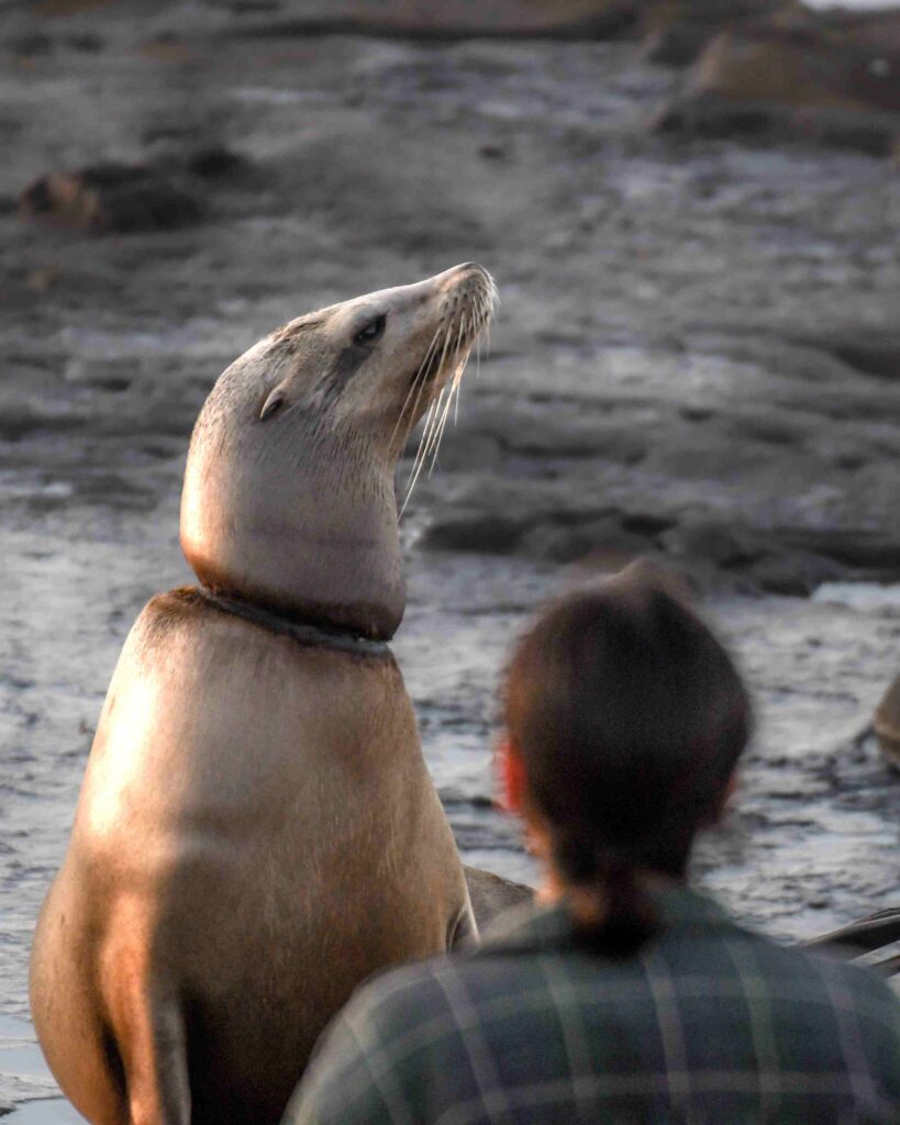 Choked Up (Nicholas DeNezzo) - photo contest won by humpback shot