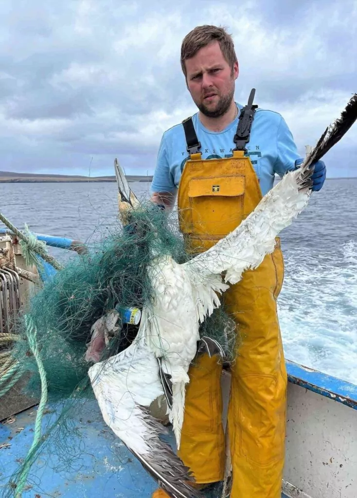 Diving seabirds also come to grief in ghost-nets (Fishing Forward)