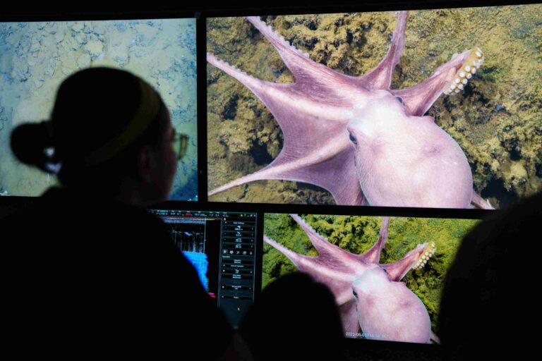 The first octopus of the cruise is spotted in the control room (Sschmidt Ocean Institute)