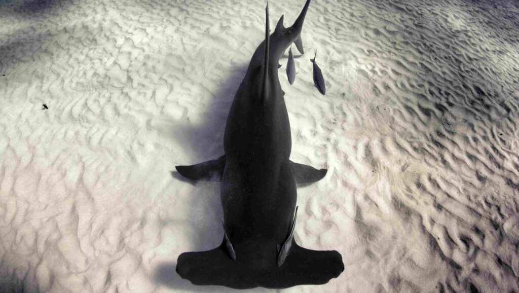 Greg Lecoeur, Scalopped Hammerhead shark in Coco Islands