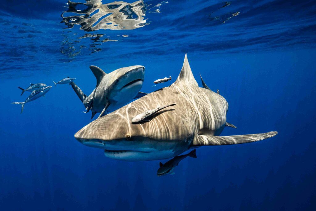 Lemon sharks (Rayna Onan @ Ocean Rays Photography)