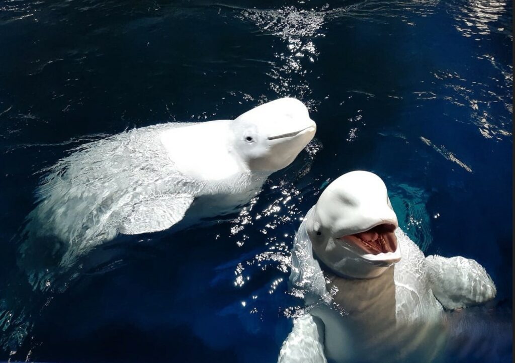Little Grey and Little White from the Sea Life Trust Beluga Whale Sanctuary (GFAS)