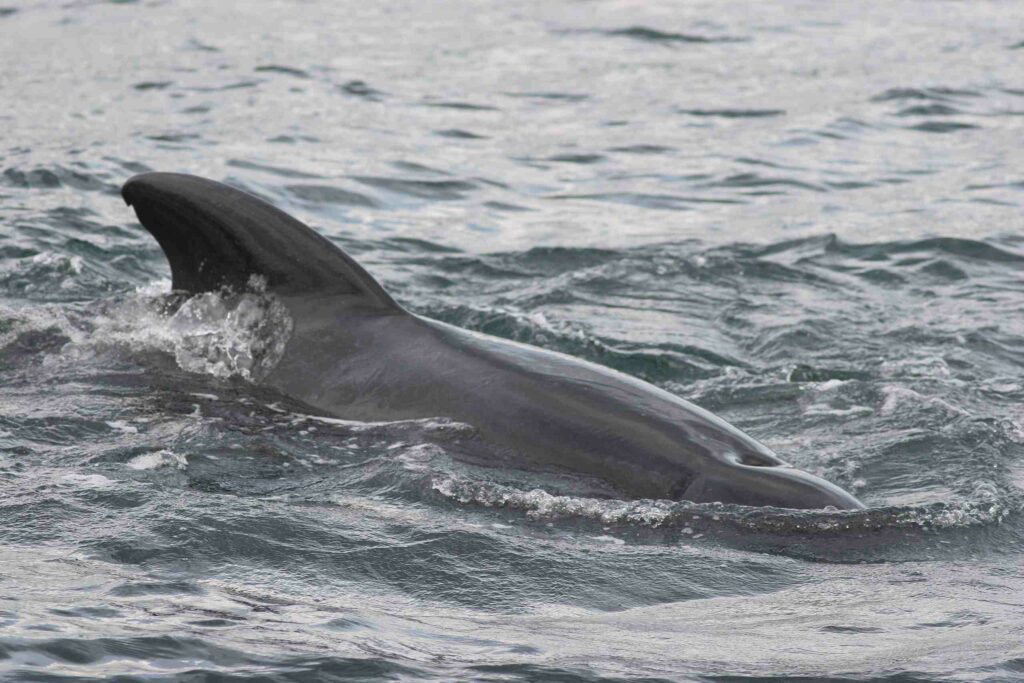 Long-finned pilot whale (Elizabeth Zwamborn)